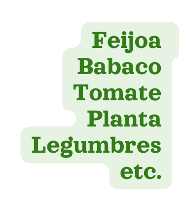 Feijoa Babaco Tomate Planta Legumbres etc